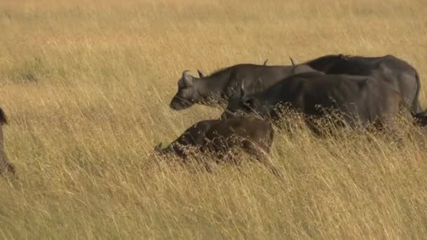 Afrikanska Bufflar Promenader Masai Mara — Stockvideo
