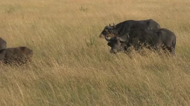 Afrikanska Bufflar Promenader Masai Mara — Stockvideo