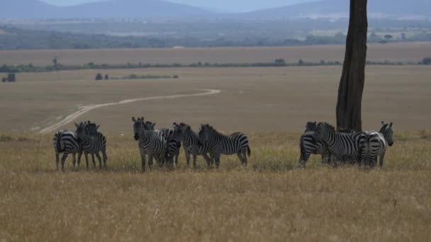 Zebras Debaixo Uma Árvore — Vídeo de Stock