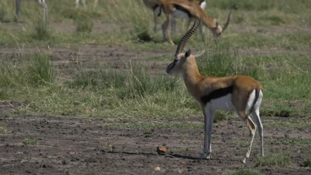 Thomsons Gazelle Kalf Masai Mara — Stockvideo