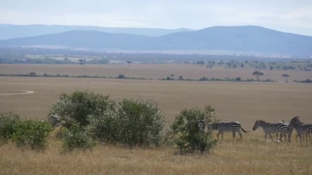 Zebra Bij Groene Struiken — Stockvideo