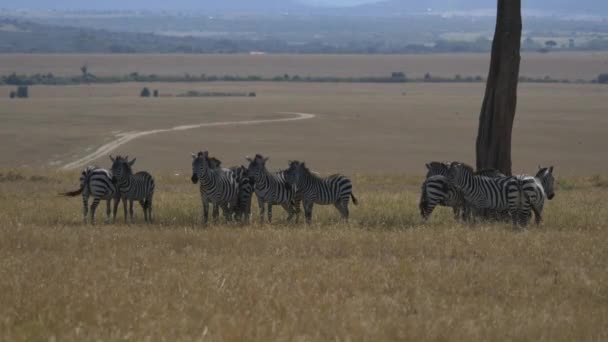 Zebra Die Bij Een Boomstam Staan — Stockvideo