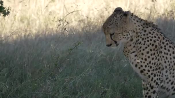 Cheetah Sentado Deitado — Vídeo de Stock