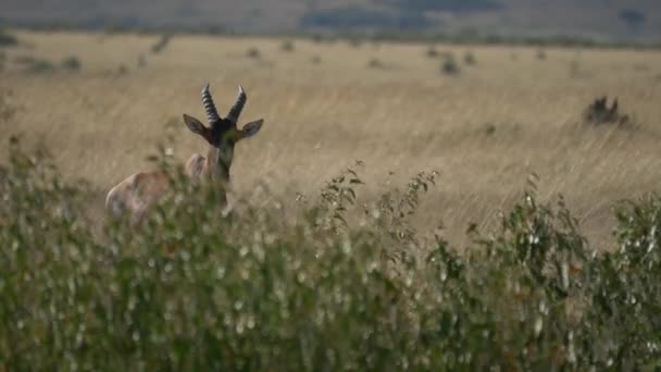 Antilope Topi Masai Mara — Video Stock