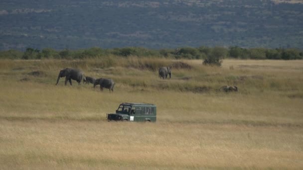 Éléphants Une Jeep Safari — Video