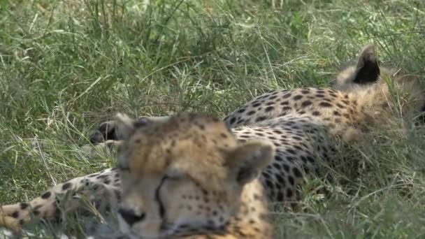 Close Cheetahs Sleeping — Stock Video