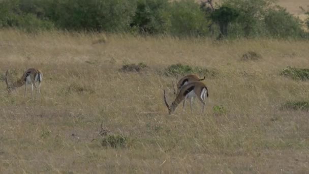 Trois Gazelles Thomson Broutant — Video