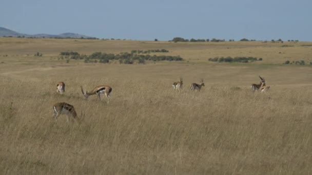 Thomson Gazelles Grazing Savannah — Stock Video