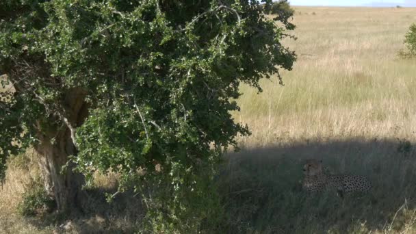 Geparden Ruhen Der Nähe Eines Baumes — Stockvideo