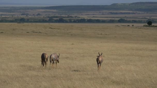 Drie Topi Antilopen Masai Mara — Stockvideo