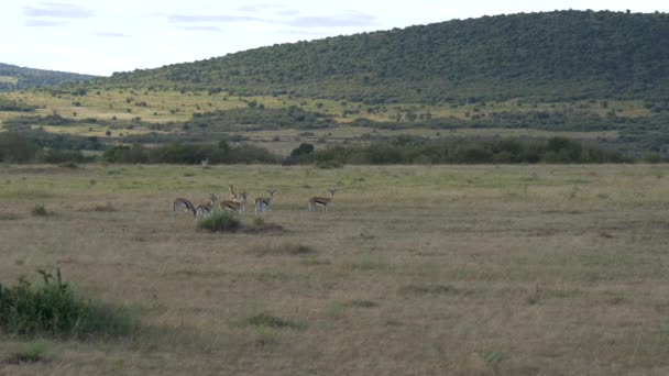 Thomson Gazellen Masai Mara — Stockvideo