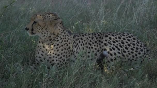 Cheetah Che Riposa Sull Erba Masai Mara — Video Stock