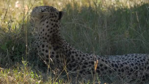 Rear View Cheetah Resting — Stock Video