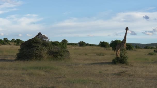 Masai Mara Landschap Met Twee Giraffen — Stockvideo