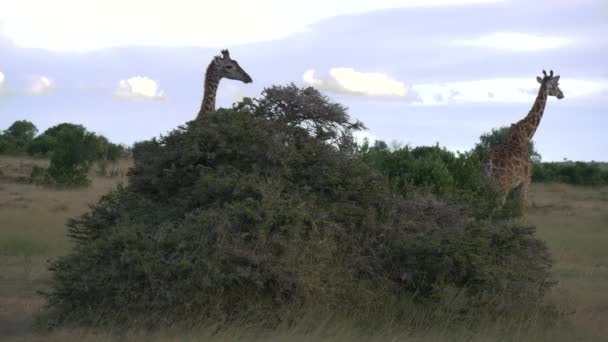 Girafes Marchant Derrière Des Buissons Verts — Video