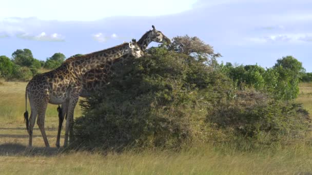 Zwei Giraffen Fressen Von Einem Busch — Stockvideo