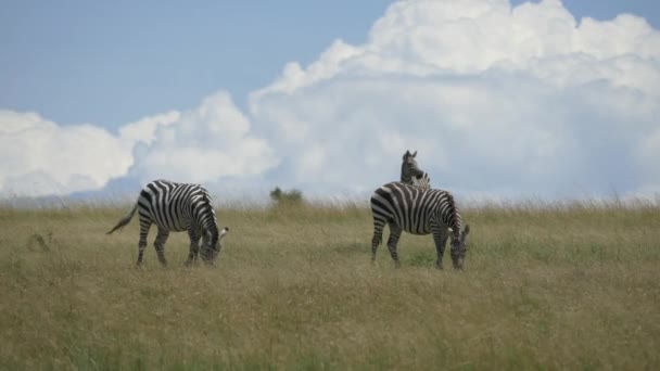 Three Zebras Grazing Masai Mara — Stock Video