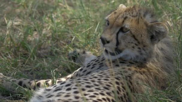 Petit Guépard Bâillant Reposant — Video