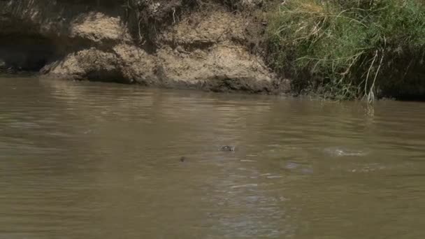 Затоплені Гіпопотам Поблизу Берега Річки — стокове відео