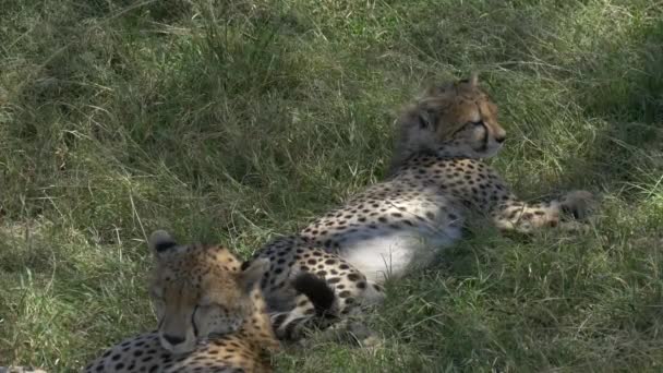 Cheetah Mãe Filhote Descansando — Vídeo de Stock