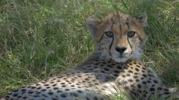 Çita Yavrusunun Çimlerin Üzerinde Yatışını Yakından Izle — Stok video