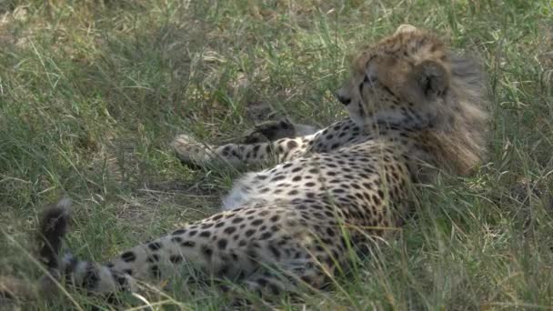 Ourson Guépard Reposant Près — Video