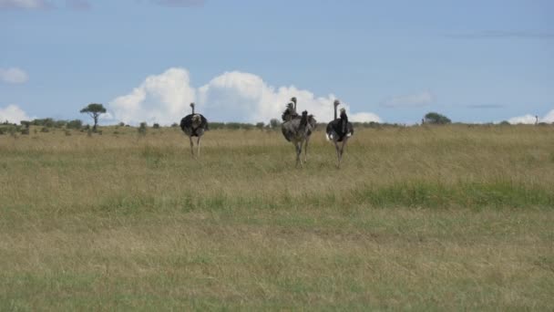 Avestruzes Andando Savana — Vídeo de Stock