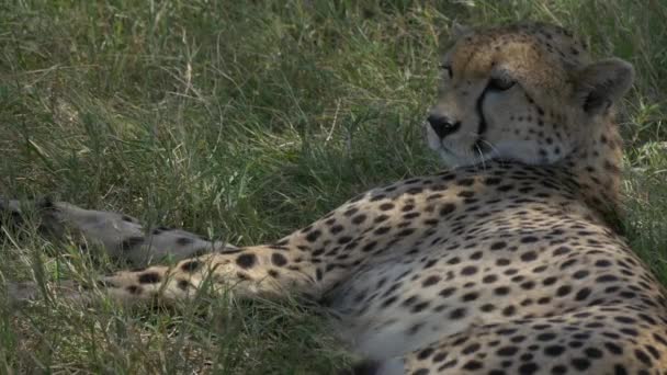 Cheetah Descansando África Masai Mara — Vídeo de Stock