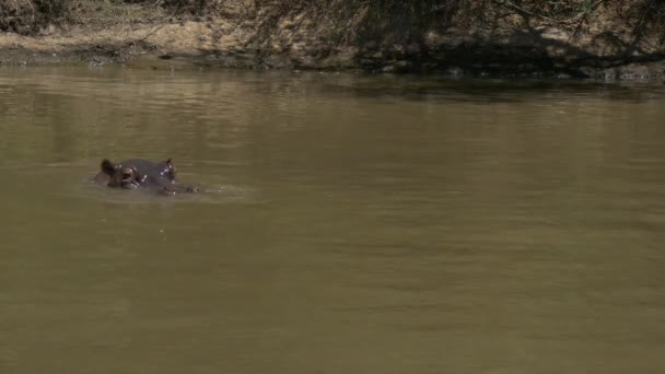 Rio Com Hipopótamos Submersos — Vídeo de Stock