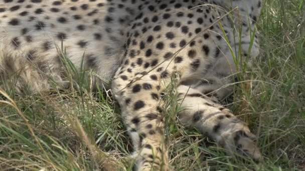 Vue Inclinée Guépard Reposant — Video