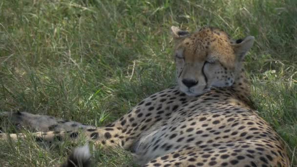 Cheetah Deitado Grama Verde — Vídeo de Stock