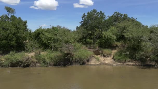 Pan Left Mara River Submerged Hippos — ストック動画