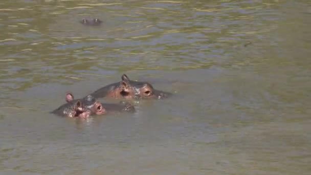 Close View Submerged Hippopotamuses — Stock Video