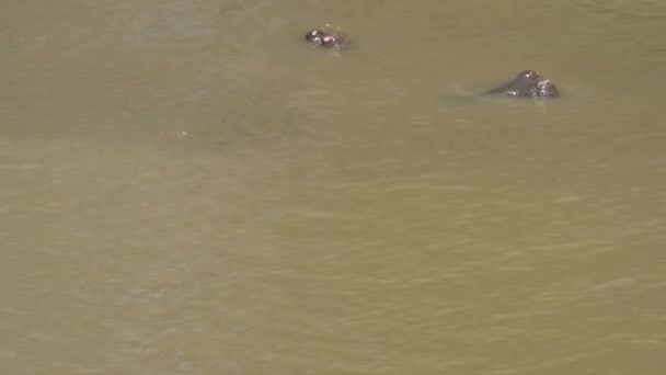 Close Submerged Hippopotamuses — Stock Video