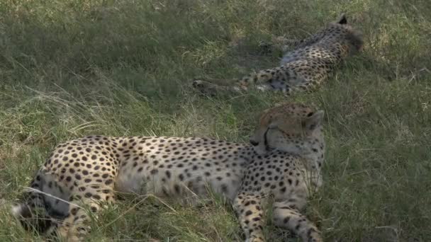 Duas Chitas Descansando Maasai Mara — Vídeo de Stock