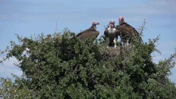 Close African Vultures — Stock Video