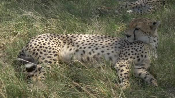 Cheetah Acostado Hierba — Vídeos de Stock