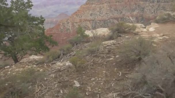 Plantes Rochers Grand Canyon — Video