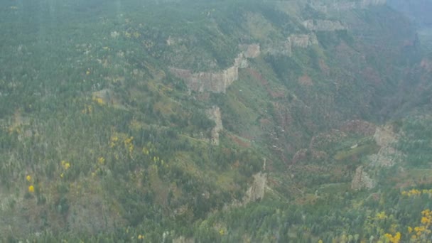 Vista Árvores Floresta — Vídeo de Stock