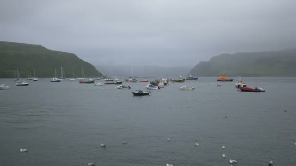 Gaviotas Barcos Amarrados Puerto — Vídeos de Stock