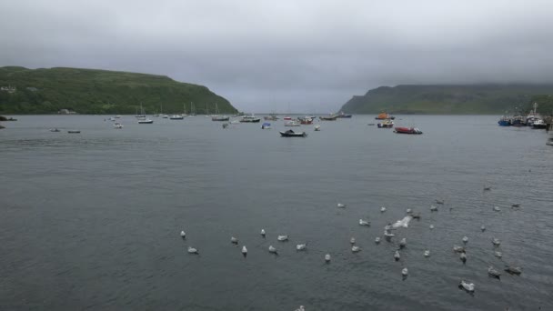 Birds Anchored Boats Gulf — Stock Video