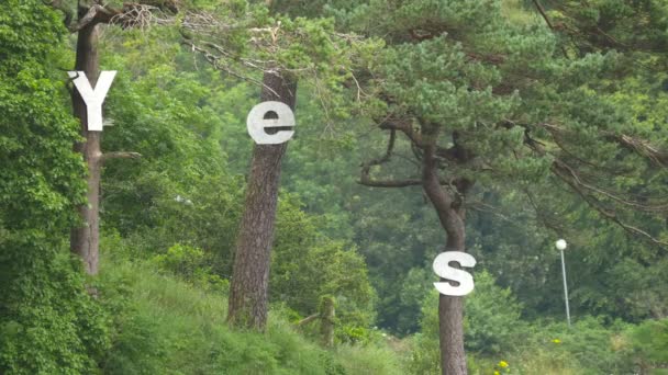 Listy Pniach Drzew — Wideo stockowe