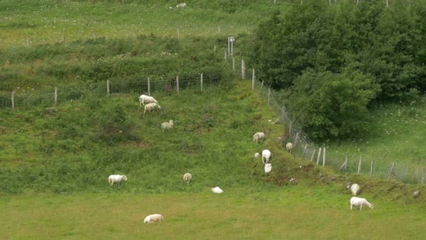 Schapen Laten Grazen Een Veld — Stockvideo