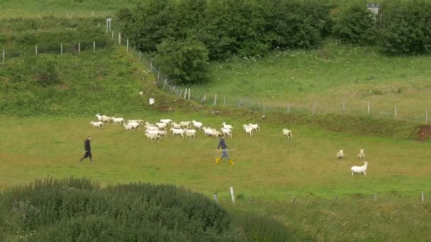 Skye Adası Ndaki Bir Tarlada Çobanlar — Stok video
