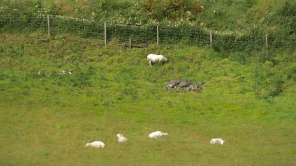 Pâturage Des Moutons Dans Herbe — Video