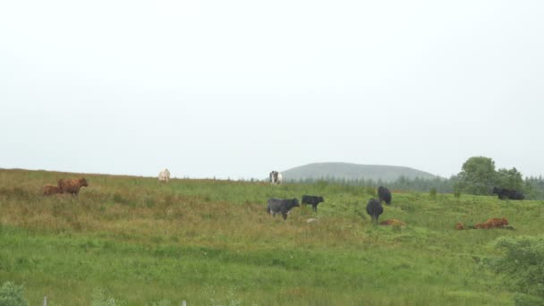 Vaches Sur Une Prairie Sur Île Skye — Video