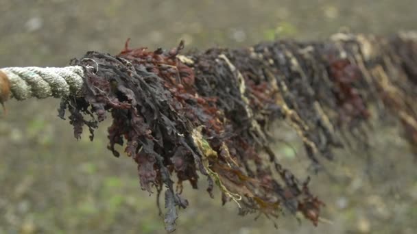 Getrocknete Algen Auf Einem Nautischen Seil — Stockvideo