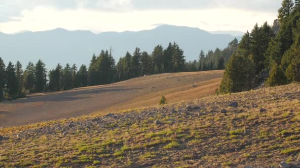 Meadow Fir Trees — Stockvideo