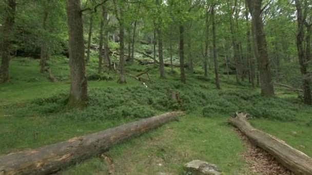 Arbres Tombés Dans Une Forêt — Video