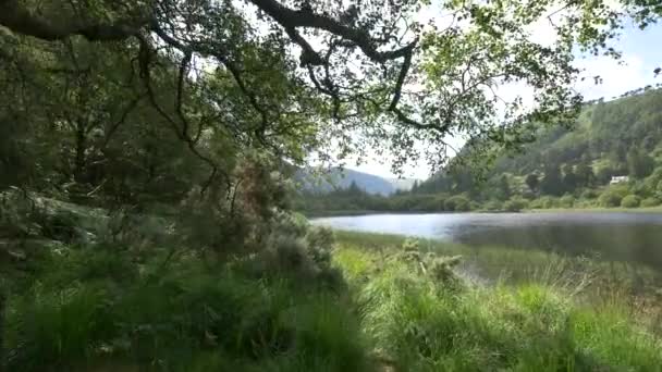 Nabrzeże Upper Lake Trzciną — Wideo stockowe